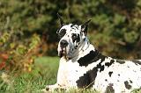 DOGUE ALLEMAND 877